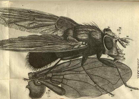 Reproducción/Reproduction 48536403367: Micrographia, or, Some physiological descriptions of minute bodies made by magnifying glasses :. London :Printed by Jo. Martyn and Ja. Allestry, printers to the Royal Society ... ,1665.. 
