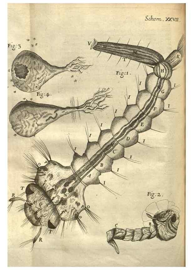 Reproducción/Reproduction 48536256416: Micrographia, or, Some physiological descriptions of minute bodies made by magnifying glasses :. London :Printed by Jo. Martyn and Ja. Allestry, printers to the Royal Society ... ,1665.. 