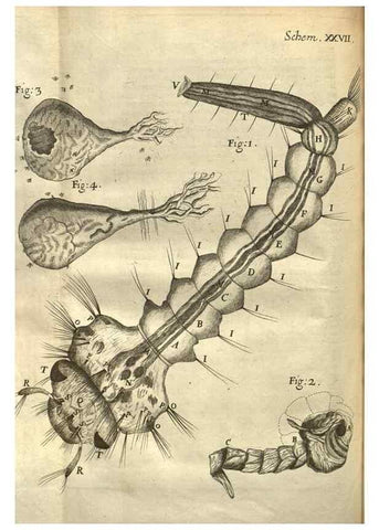 Reproducción/Reproduction 48536256416: Micrographia, or, Some physiological descriptions of minute bodies made by magnifying glasses :. London :Printed by Jo. Martyn and Ja. Allestry, printers to the Royal Society ... ,1665.. 