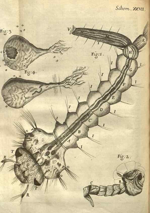 Reproducción/Reproduction 48536256416: Micrographia, or, Some physiological descriptions of minute bodies made by magnifying glasses :. London :Printed by Jo. Martyn and Ja. Allestry, printers to the Royal Society ... ,1665.. 
