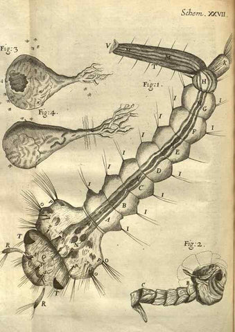Reproducción/Reproduction 48536256416: Micrographia, or, Some physiological descriptions of minute bodies made by magnifying glasses :. London :Printed by Jo. Martyn and Ja. Allestry, printers to the Royal Society ... ,1665.. 