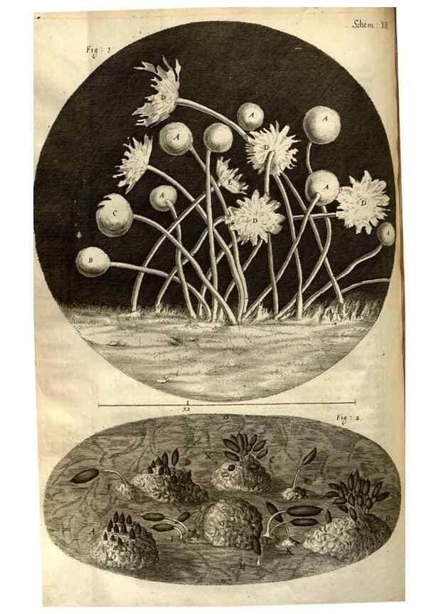 Reproducción/Reproduction 48536250251: Micrographia, or, Some physiological descriptions of minute bodies made by magnifying glasses :. London :Printed by Jo. Martyn and Ja. Allestry, printers to the Royal Society ... ,1665.. 