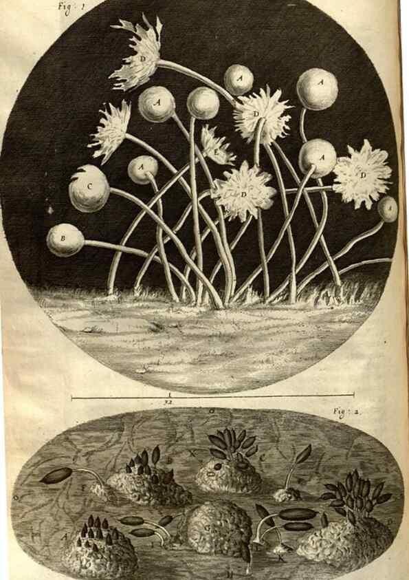 Reproducción/Reproduction 48536250251: Micrographia, or, Some physiological descriptions of minute bodies made by magnifying glasses :. London :Printed by Jo. Martyn and Ja. Allestry, printers to the Royal Society ... ,1665.. 
