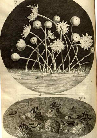 Reproducción/Reproduction 48536250251: Micrographia, or, Some physiological descriptions of minute bodies made by magnifying glasses :. London :Printed by Jo. Martyn and Ja. Allestry, printers to the Royal Society ... ,1665.. 
