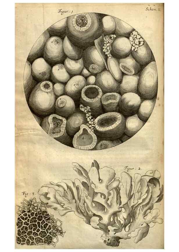 Reproducción/Reproduction 48536248786: Micrographia, or, Some physiological descriptions of minute bodies made by magnifying glasses :. London :Printed by Jo. Martyn and Ja. Allestry, printers to the Royal Society ... ,1665.. 