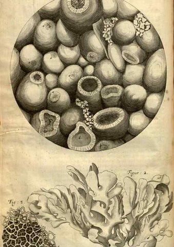 Reproducción/Reproduction 48536248786: Micrographia, or, Some physiological descriptions of minute bodies made by magnifying glasses :. London :Printed by Jo. Martyn and Ja. Allestry, printers to the Royal Society ... ,1665.. 