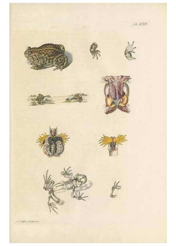 Reproducción/Reproduction 48519437826: Historia naturalis ranarum nostratium :. Nürnberg :gedrucht bey Johann Joseph Fleischmann,1758.. 