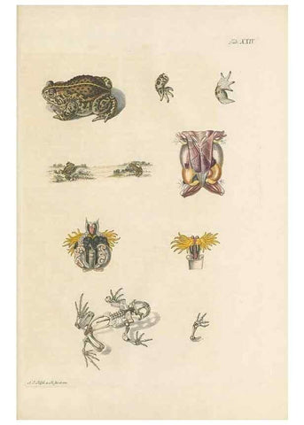 Reproducción/Reproduction 48519437826: Historia naturalis ranarum nostratium :. Nürnberg :gedrucht bey Johann Joseph Fleischmann,1758.. 