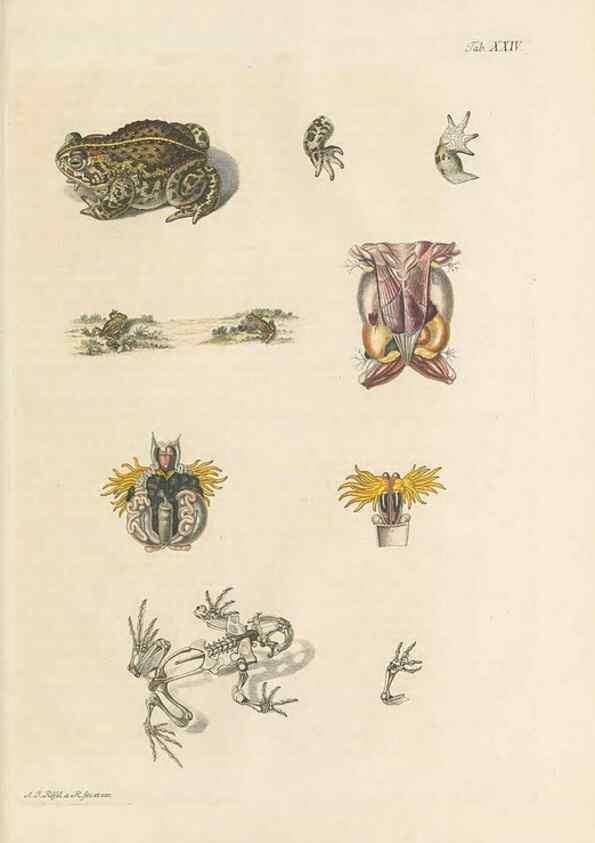 Reproducción/Reproduction 48519437826: Historia naturalis ranarum nostratium :. Nürnberg :gedrucht bey Johann Joseph Fleischmann,1758.. 