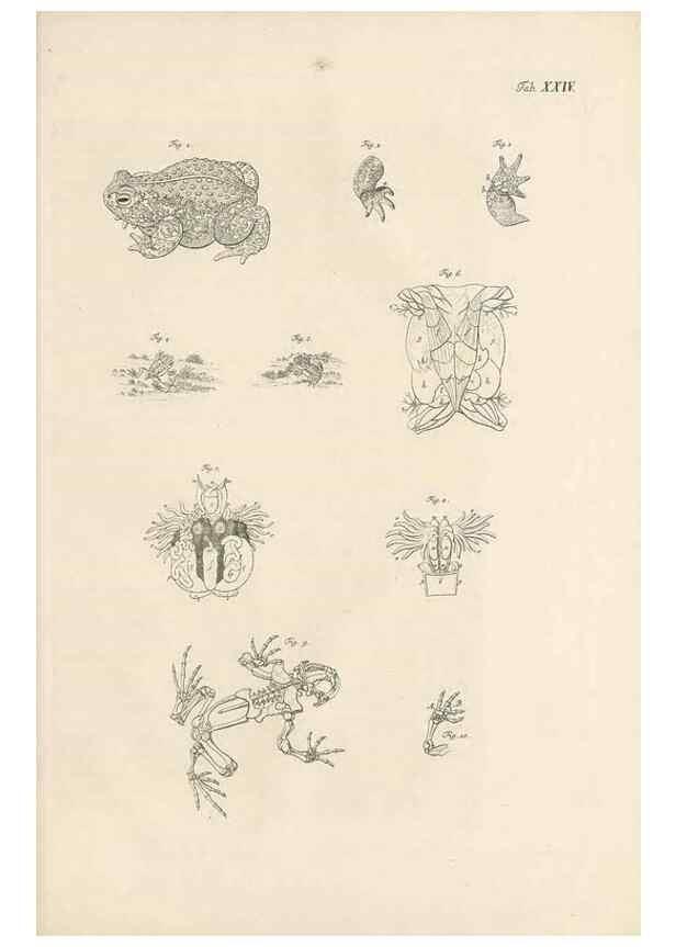 Reproducción/Reproduction 48519438141: Historia naturalis ranarum nostratium :. Nürnberg :gedrucht bey Johann Joseph Fleischmann,1758.. 