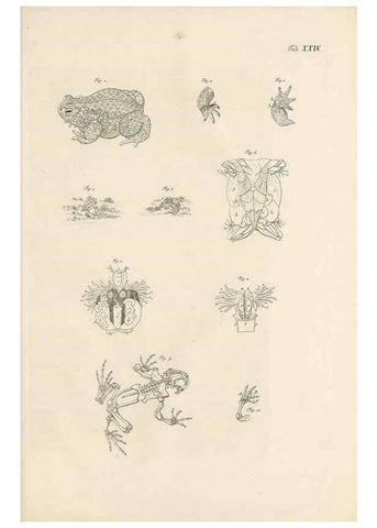 Reproducción/Reproduction 48519438141: Historia naturalis ranarum nostratium :. Nürnberg :gedrucht bey Johann Joseph Fleischmann,1758.. 