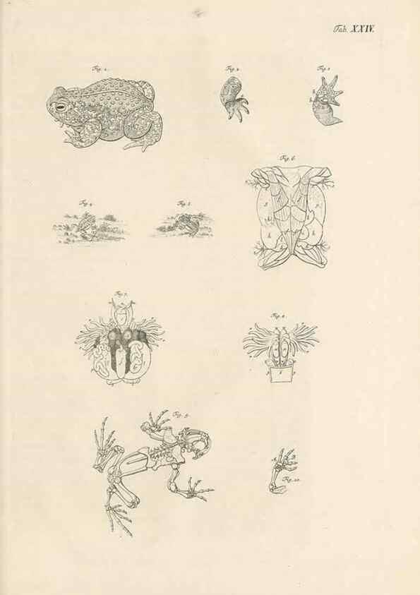 Reproducción/Reproduction 48519438141: Historia naturalis ranarum nostratium :. Nürnberg :gedrucht bey Johann Joseph Fleischmann,1758.. 