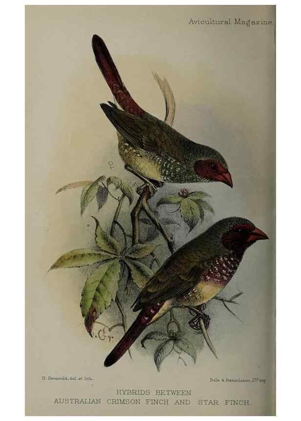 Reproducción/Reproduction 48531566507: The Avicultural magazine. Ascot, Berkshire, etc. :Avicultural Society, etc.. 