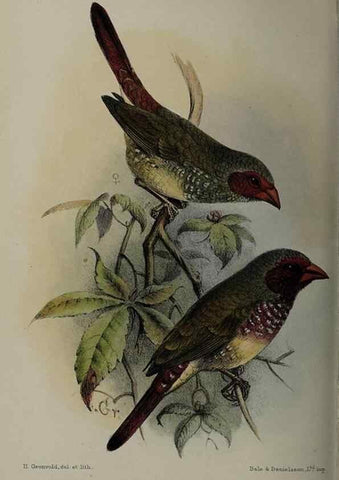 Reproducción/Reproduction 48531566507: The Avicultural magazine. Ascot, Berkshire, etc. :Avicultural Society, etc.. 