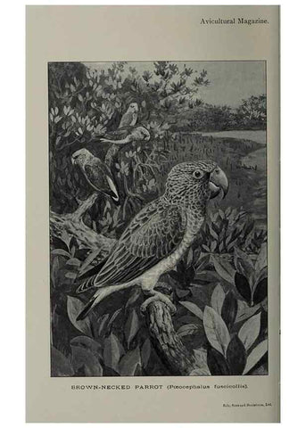 Reproducción/Reproduction 48531566912: The Avicultural magazine. Ascot, Berkshire, etc. :Avicultural Society, etc.. 