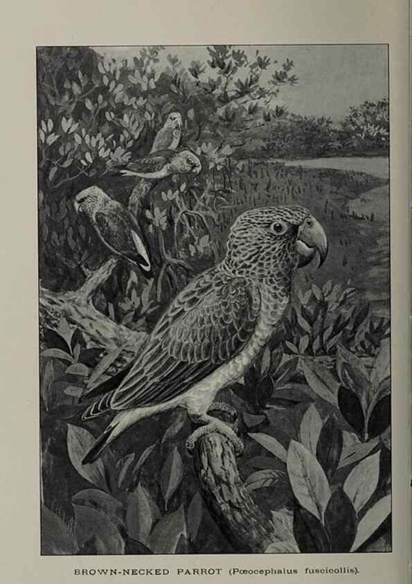 Reproducción/Reproduction 48531566912: The Avicultural magazine. Ascot, Berkshire, etc. :Avicultural Society, etc.. 