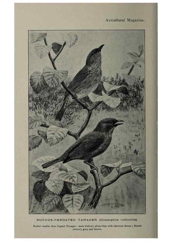 Reproducción/Reproduction 48531567332: The Avicultural magazine. Ascot, Berkshire, etc. :Avicultural Society, etc.. 