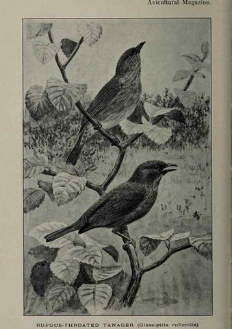 Reproducción/Reproduction 48531567332: The Avicultural magazine. Ascot, Berkshire, etc. :Avicultural Society, etc.. 