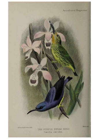 Reproducción/Reproduction 48531567807: The Avicultural magazine. Ascot, Berkshire, etc. :Avicultural Society, etc.. 