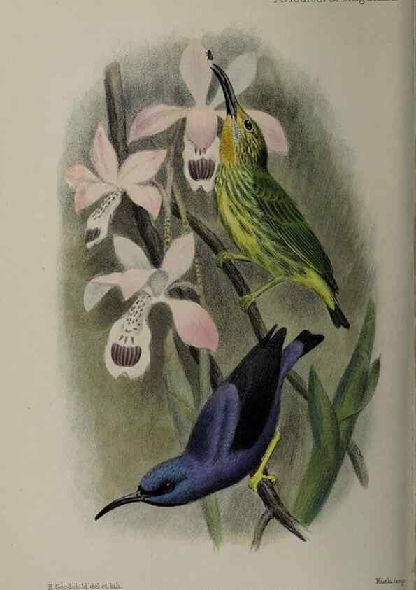 Reproducción/Reproduction 48531567807: The Avicultural magazine. Ascot, Berkshire, etc. :Avicultural Society, etc.. 