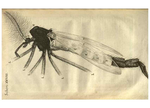 Reproducción/Reproduction 48536256786: Micrographia, or, Some physiological descriptions of minute bodies made by magnifying glasses :. London :Printed by Jo. Martyn and Ja. Allestry, printers to the Royal Society ... ,1665.. 