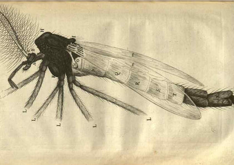Reproducción/Reproduction 48536256786: Micrographia, or, Some physiological descriptions of minute bodies made by magnifying glasses :. London :Printed by Jo. Martyn and Ja. Allestry, printers to the Royal Society ... ,1665.. 