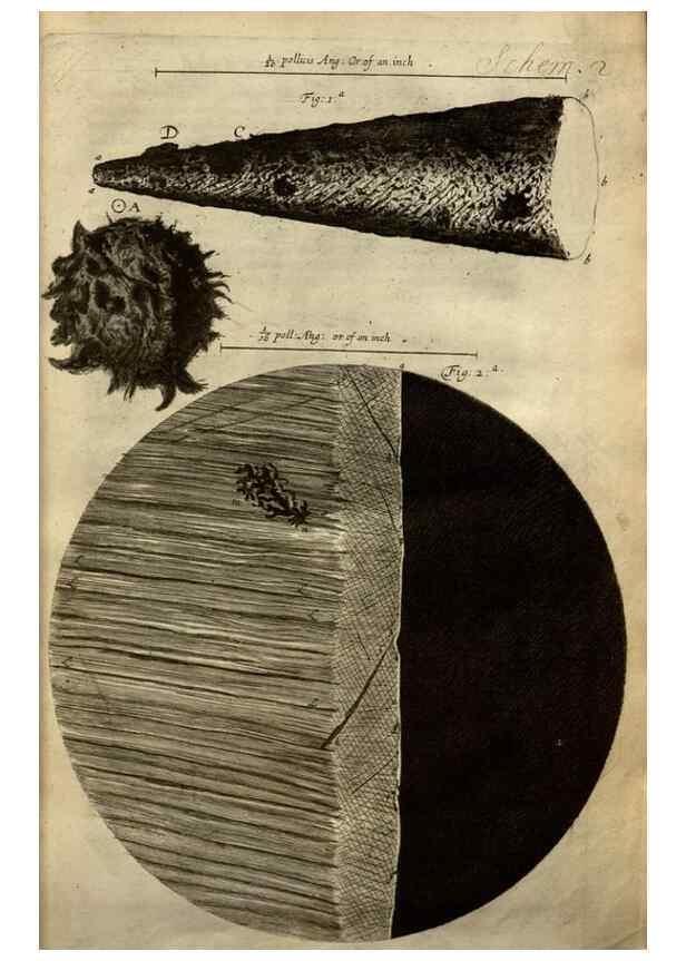Reproducción/Reproduction 48536244526: Micrographia, or, Some physiological descriptions of minute bodies made by magnifying glasses :. London :Printed by Jo. Martyn and Ja. Allestry, printers to the Royal Society ... ,1665.. 