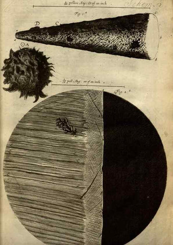 Reproducción/Reproduction 48536244526: Micrographia, or, Some physiological descriptions of minute bodies made by magnifying glasses :. London :Printed by Jo. Martyn and Ja. Allestry, printers to the Royal Society ... ,1665.. 