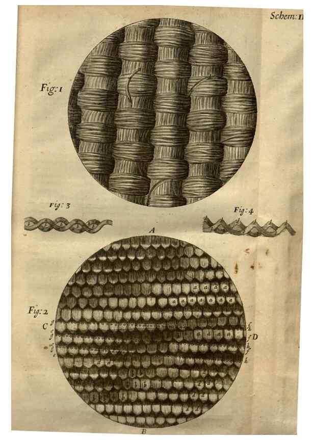 Reproducción/Reproduction 48536393027: Micrographia, or, Some physiological descriptions of minute bodies made by magnifying glasses :. London :Printed by Jo. Martyn and Ja. Allestry, printers to the Royal Society ... ,1665.. 