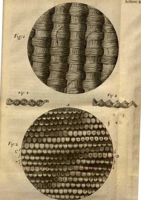 Reproducción/Reproduction 48536393027: Micrographia, or, Some physiological descriptions of minute bodies made by magnifying glasses :. London :Printed by Jo. Martyn and Ja. Allestry, printers to the Royal Society ... ,1665.. 