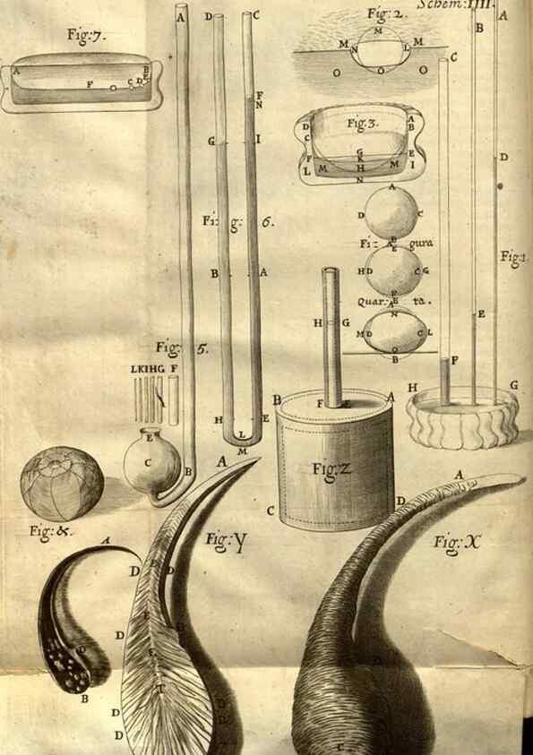 Reproducción/Reproduction 48536245606: Micrographia, or, Some physiological descriptions of minute bodies made by magnifying glasses :. London :Printed by Jo. Martyn and Ja. Allestry, printers to the Royal Society ... ,1665.. 