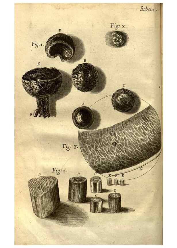 Reproducción/Reproduction 48536394367: Micrographia, or, Some physiological descriptions of minute bodies made by magnifying glasses :. London :Printed by Jo. Martyn and Ja. Allestry, printers to the Royal Society ... ,1665.. 