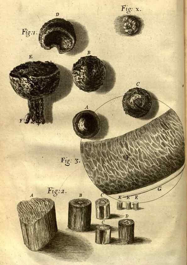 Reproducción/Reproduction 48536394367: Micrographia, or, Some physiological descriptions of minute bodies made by magnifying glasses :. London :Printed by Jo. Martyn and Ja. Allestry, printers to the Royal Society ... ,1665.. 