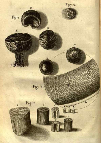 Reproducción/Reproduction 48536394367: Micrographia, or, Some physiological descriptions of minute bodies made by magnifying glasses :. London :Printed by Jo. Martyn and Ja. Allestry, printers to the Royal Society ... ,1665.. 