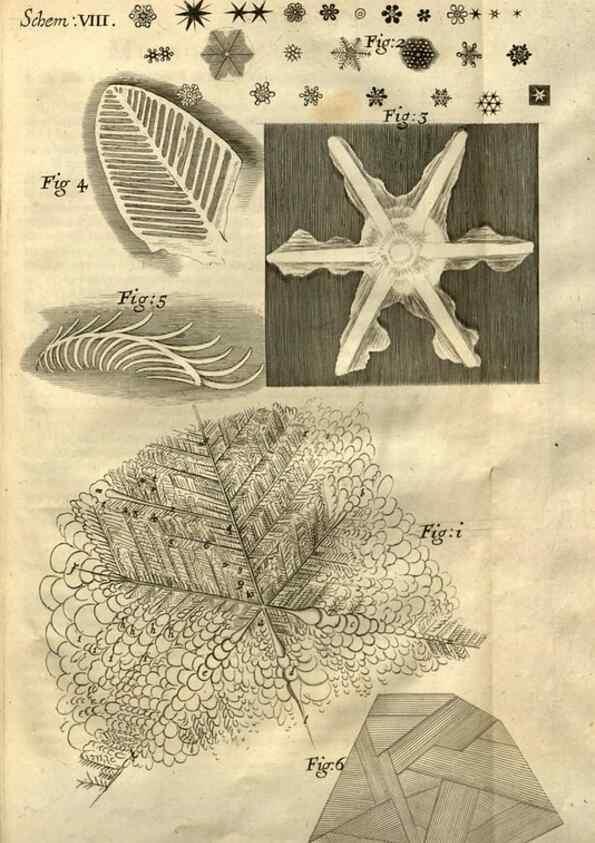 Reproducción/Reproduction 48536248226: Micrographia, or, Some physiological descriptions of minute bodies made by magnifying glasses :. London :Printed by Jo. Martyn and Ja. Allestry, printers to the Royal Society ... ,1665.. 