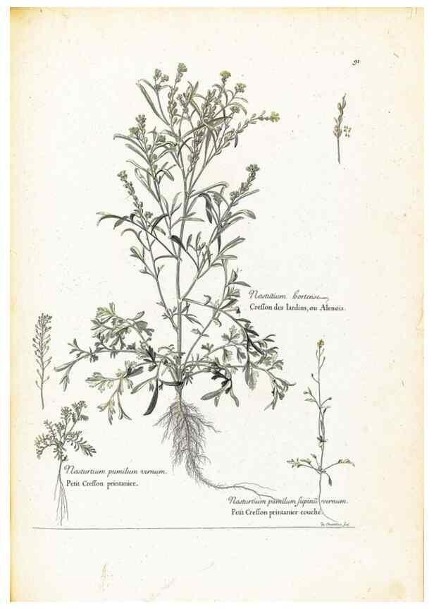Reproducción/Reproduction 48583819017: [Recueil des plantes dessinées et gravées par ordre du roi Louis XIV].. Paris :Impr. royale,1786. 