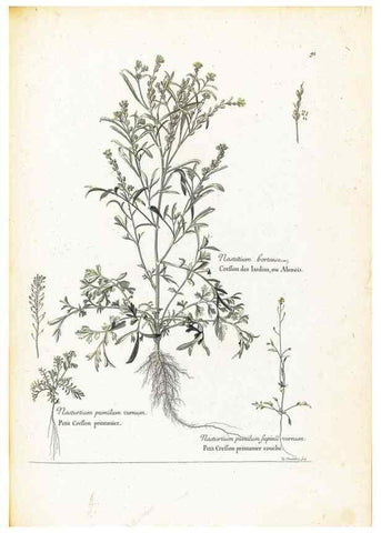 Reproducción/Reproduction 48583819017: [Recueil des plantes dessinées et gravées par ordre du roi Louis XIV].. Paris :Impr. royale,1786. 