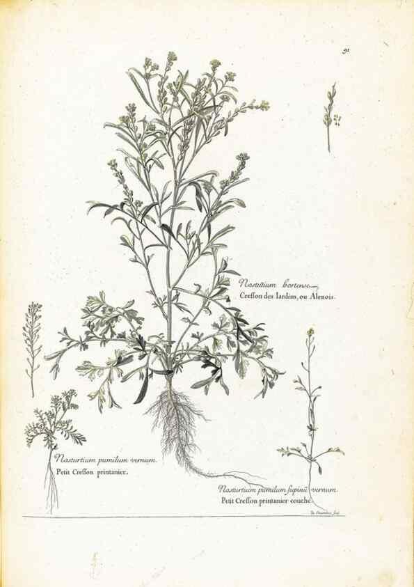 Reproducción/Reproduction 48583819017: [Recueil des plantes dessinées et gravées par ordre du roi Louis XIV].. Paris :Impr. royale,1786. 