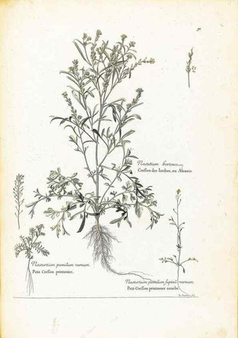Reproducción/Reproduction 48583819017: [Recueil des plantes dessinées et gravées par ordre du roi Louis XIV].. Paris :Impr. royale,1786. 