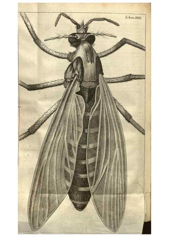 Reproducción/Reproduction 48536404477: Micrographia, or, Some physiological descriptions of minute bodies made by magnifying glasses :. London :Printed by Jo. Martyn and Ja. Allestry, printers to the Royal Society ... ,1665.. 