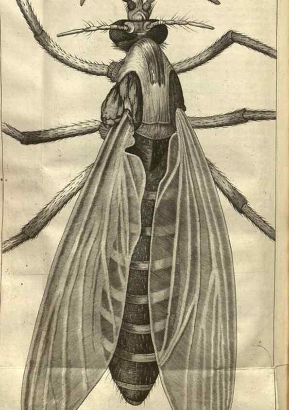 Reproducción/Reproduction 48536404477: Micrographia, or, Some physiological descriptions of minute bodies made by magnifying glasses :. London :Printed by Jo. Martyn and Ja. Allestry, printers to the Royal Society ... ,1665.. 