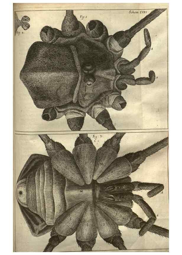 Reproducción/Reproduction 48536258126: Micrographia, or, Some physiological descriptions of minute bodies made by magnifying glasses :. London :Printed by Jo. Martyn and Ja. Allestry, printers to the Royal Society ... ,1665.. 