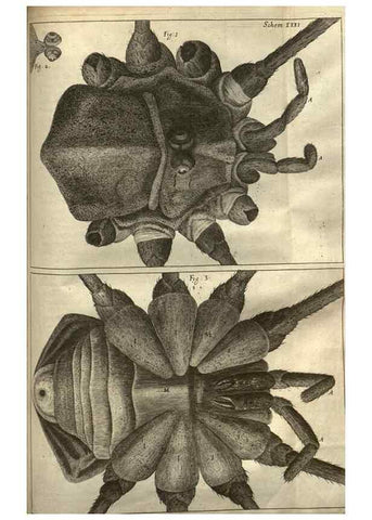 Reproducción/Reproduction 48536258126: Micrographia, or, Some physiological descriptions of minute bodies made by magnifying glasses :. London :Printed by Jo. Martyn and Ja. Allestry, printers to the Royal Society ... ,1665.. 