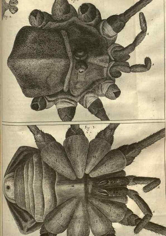 Reproducción/Reproduction 48536258126: Micrographia, or, Some physiological descriptions of minute bodies made by magnifying glasses :. London :Printed by Jo. Martyn and Ja. Allestry, printers to the Royal Society ... ,1665.. 