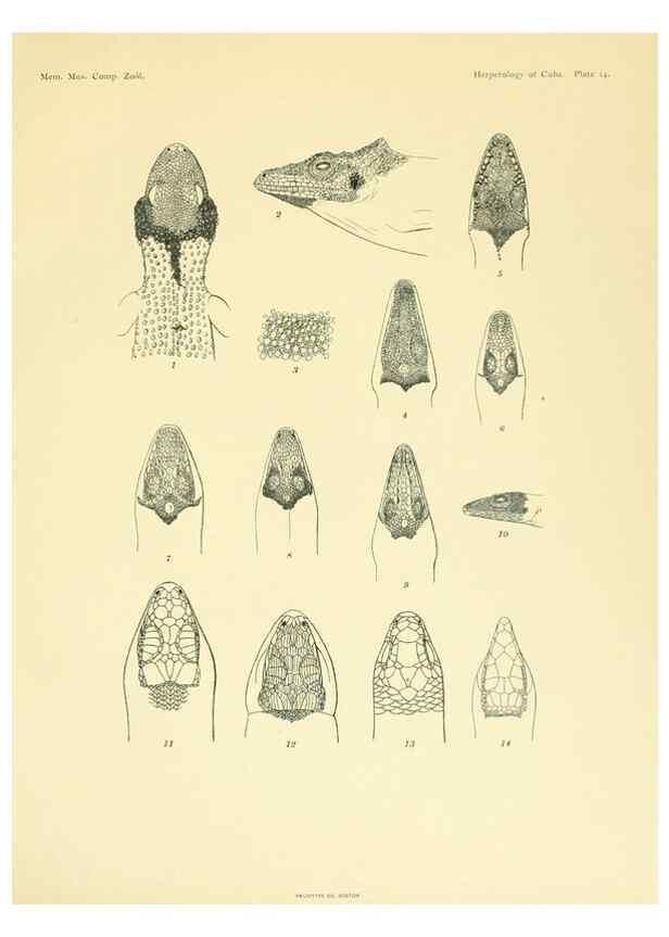 Reproducción/Reproduction 48575085751: The herpetology of Cuba /. Cambridge :Printed for the Museum,1919.. 