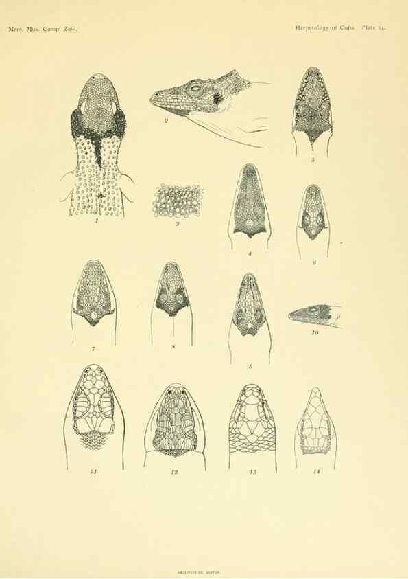Reproducción/Reproduction 48575085751: The herpetology of Cuba /. Cambridge :Printed for the Museum,1919.. 