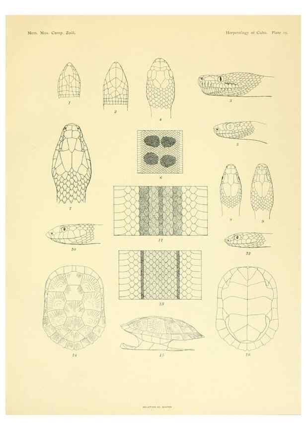 Reproducción/Reproduction 48575086251: The herpetology of Cuba /. Cambridge :Printed for the Museum,1919.. 