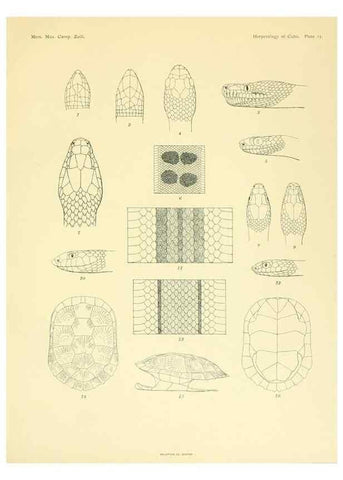 Reproducción/Reproduction 48575086251: The herpetology of Cuba /. Cambridge :Printed for the Museum,1919.. 