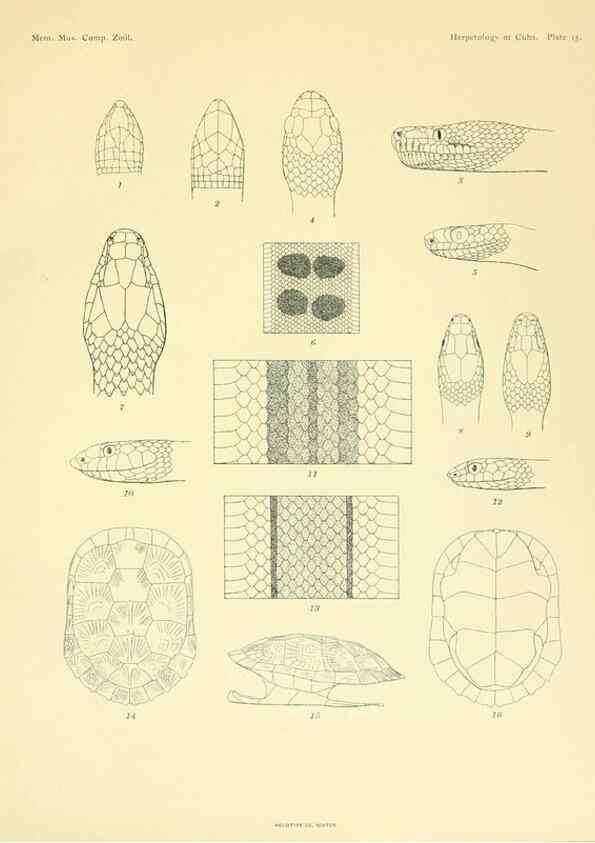 Reproducción/Reproduction 48575086251: The herpetology of Cuba /. Cambridge :Printed for the Museum,1919.. 