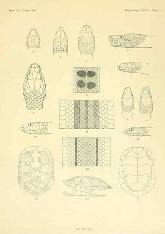 Reproducción/Reproduction 48575086251: The herpetology of Cuba /. Cambridge :Printed for the Museum,1919.. 